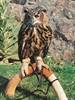 Falconry - Owl2