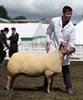 Will Price with the Supreme Sheep Champion, a British Rouge ewe, owned by Percy Tait of Worcester