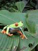 ButterflyandFrogGarden