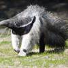 Andina the Giant Anteater