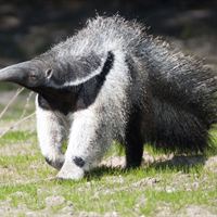 Andina the Giant Anteater