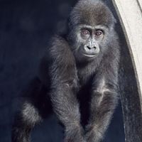 Meisie the Western Lowland Gorilla