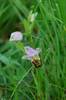 Bee Orchid