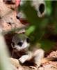 Meerkat pup 3 July 2012