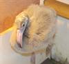 Flamingo chick relaxing under the heat lamp