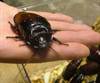 3-Cyril-MadagascanHissCockroach