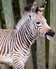 Tebogo at Blackpool Zoo