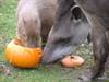 Tapir capybara