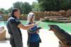 Sealion trainer