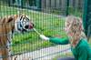 Big cat experience