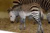 Zebra foal and mother