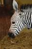 Zebra foal close up