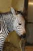 Zebra foal