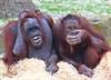 Blackpool s Orang-utans are excited about their new home
