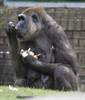 BZ new baby gorilla