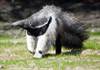 BZ Giant Anteater