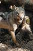 BZ Iberian Wolves arrived in 2012