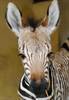BZ Benni the Zebra foal close up 2