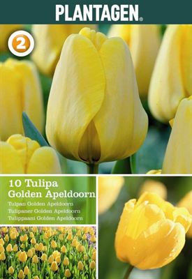 Tulip Apeldoorn yellow