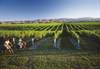 vineyards 2