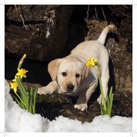 aprilhund högupplöst