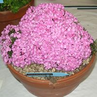 P1010098