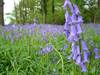 Bluebells at Hoveton Hall Gardens