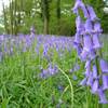 Bluebells at Hoveton Hall Gardens
