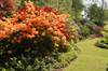 Azaleas at Hoveton Hall Gardens