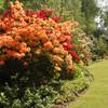 Azaleas at Hoveton Hall Gardens