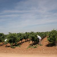 green pruning La Mancha