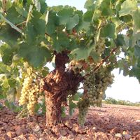 Vines La Mancha