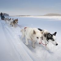 Tur med hunden