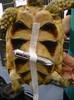 Tortoise with vibrator
