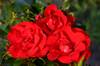Rose Moment in Time