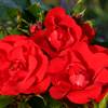 Rose Moment in Time