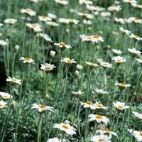 Rhodanthemum African Eyes