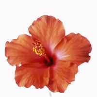 BEO Hibiskusblomma