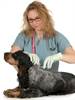 A vet microchipping an English cocker spaniel