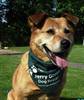Mary, a nine-year-old crossbreed, lives at Jerry Green Dog Rescue in Gilberdyke and is looking for a permanent home. For further information or to meet Mary call 01430 449112 or email eyorks@jerrygree