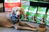 Jerry Green Dog Rescue is now using pet food supplier Arden Grange exclusively for their dogs' dinners 