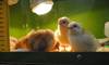 Fluffy new chicks peer out at their new home just hours after hatching at The Old Station Nursery at Lincoln marina