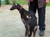 Willow was found in a state of neglect, as pictured here, before being taken to Jerry Green Rescue Centre. She was suffering from malnourishment, 