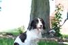 Jerry Green Dog Rescue in Broughton, which recently rehomed Molly (pictured), is having an open day on 14th July to raise awareness of the charity