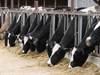 Antibiotics in livestock 