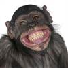 chimp