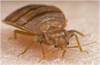 Bedbug Before Feeding