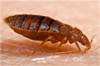 Bedbug After Feeding