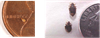 Bedbug Size Comparison