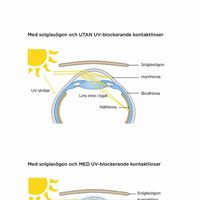 Illustration av hur solstrålarna når ögats inrestrukturer